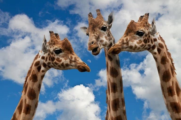 rule of three giraffes